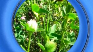 Я иду по траве...#луговой..I walk along the meadow grass