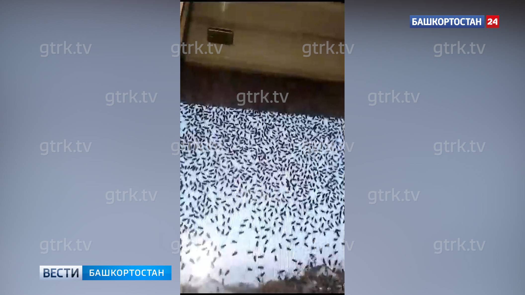 Нашествие мух в Башкирии: жители Туймазов связывают проблему с деятельностью птицефабрики
