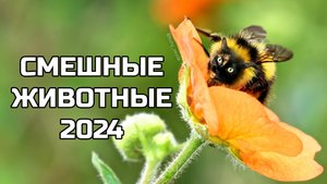 Смешные животные 2024 - попробуй не засмеяться! (№87) котики, котята