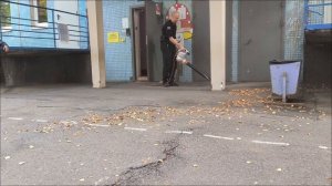 STIHL BGE 81 - сухие листья