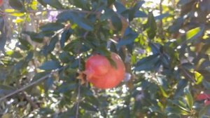 Гранат ,первый урожай 18 год