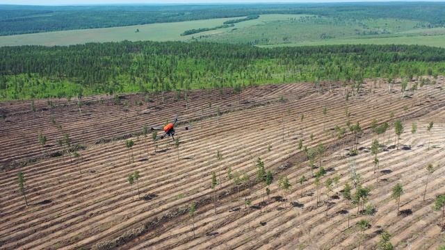 Съемка выполнения работ по лесовосстановлению с помощью БПЛА