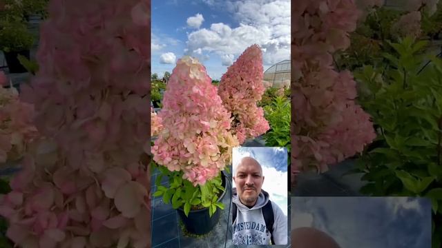 Удивительная розовая гортензия Геркулес в питомнике Тургеневский #питомник #агроном #гортензия