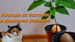 Авокадо из косточки. Как вырастить авокадо в домашних условиях.