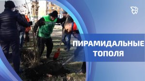 Ветераны Тагилстроевского района высадили на улице Металлургов пирамидальные тополя