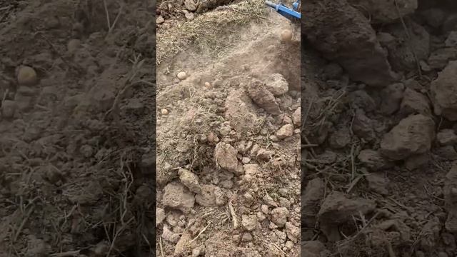 Ищем картошку в бетоне)