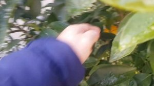 Ну вот и всё. Проект цитрусы 2023  практически завершен.