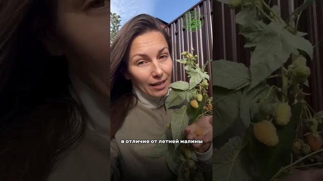 Ремонтантная малина #дача #дачастайл #дачадача #любимаядача #дача #любимыйсад #дачники #малина