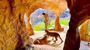 Красивейшие виды! Симба, Асада и Шерхан на любимой горе в ПЕЩЕРНОМ ГОРОДЕ с Олегом Зубковым!