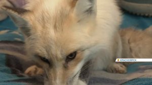 Лисёнок и весёленькая компашка. Заведи лису и ты всегда на вечеринке..