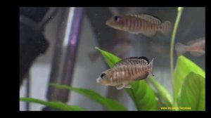 Neolamprologus signatus