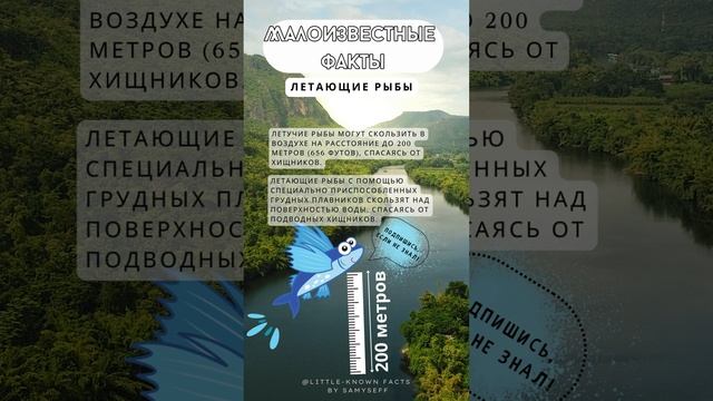 Небесные Наездники: Летающие Рыбы