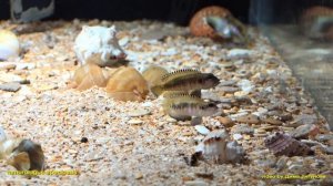 Lamprologus speciosus