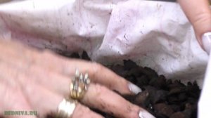 Орхидея Кохлеантес (Cochleanthes) деление и посадка.