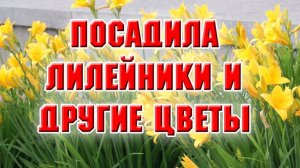 Посадила лилейники, тюльпаны и нарциссы на новой клумбе