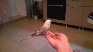 КАК ПРИРУЧИТЬ ПОПУГАЯ ВНЕ КЛЕТКИ? КАК ПРИРУЧИТЬ ВОЛНИСТОГО ПОПУГАЯ, ЕСЛИ ОН НЕ В КЛЕТКИ 5 ЭТАП!?