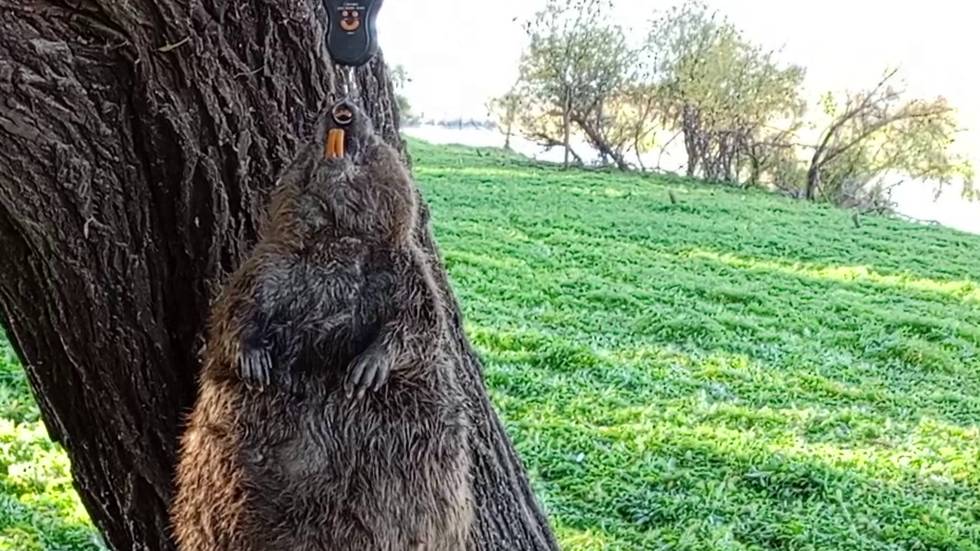 охота на бобра 2024/ ЕСТЬ ТРОФЕЙ/ САМЫЙ КРУПНЫЙ БОБР