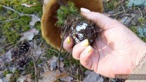 Грибы  В сухом далёком Лесу / СЪЕЗДИЛА НЕ ЗРЯ НО Больше не поеду / Это издевательства над собой .