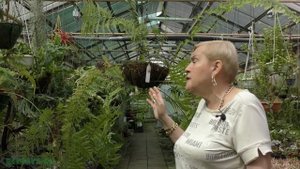 Корневищные папоротники (Гониофлебиум)