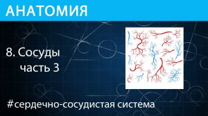 Анатомия: Сосуды. Часть 3