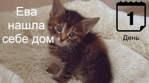 Нашли котенка