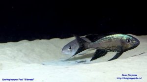 Cyathopharynx foai sibwesa spawing