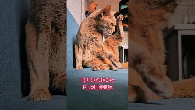 Готовлюсь к пятнице #умныйкот
