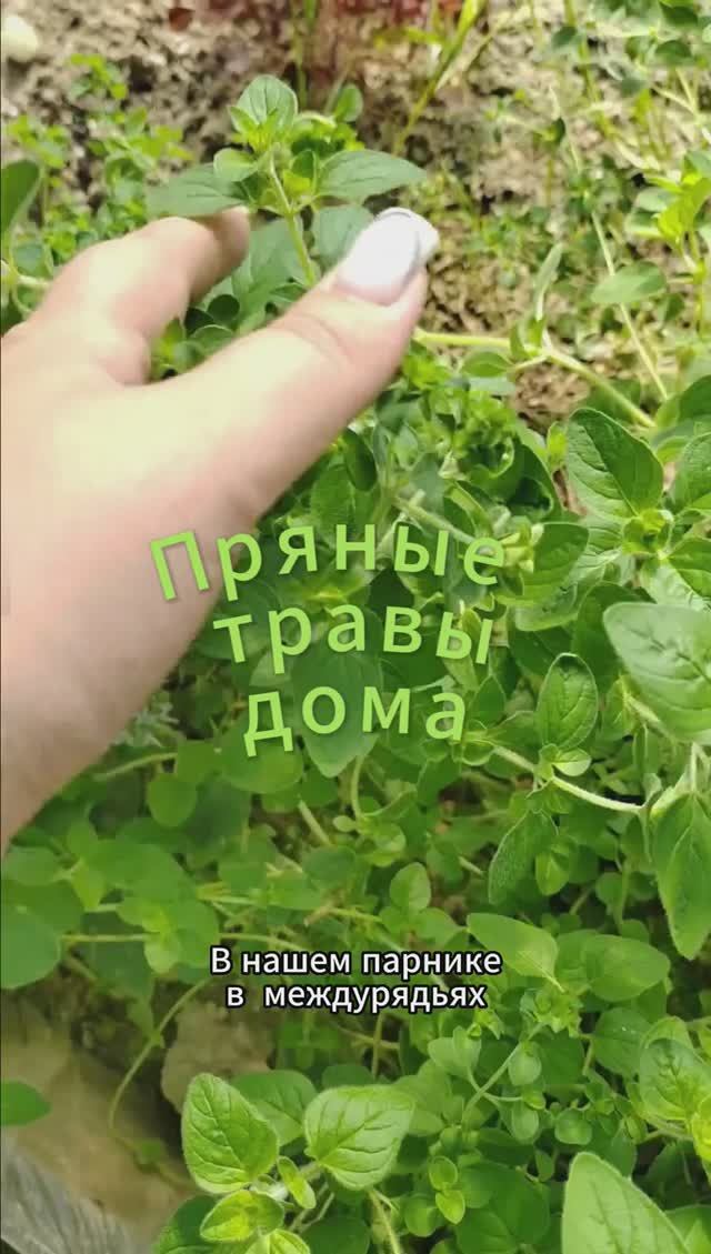 Пряные травы: правила пересадки из открытого в закрытый грунт #пряныетравы #shorts