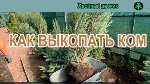 Как выкопать хвойные больше 2-х метров,выкопка скального можжевельника Скайрокет с комом