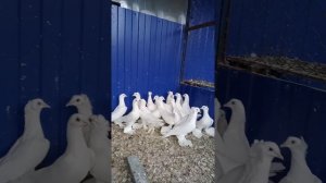 голуби персы белые