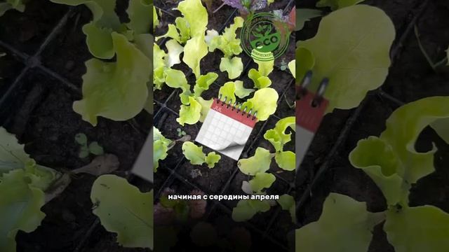 Салат #салат #дачастайл #дачадача #любимаядача #дача #любимыйсад #дачники #дачник #садоводство
