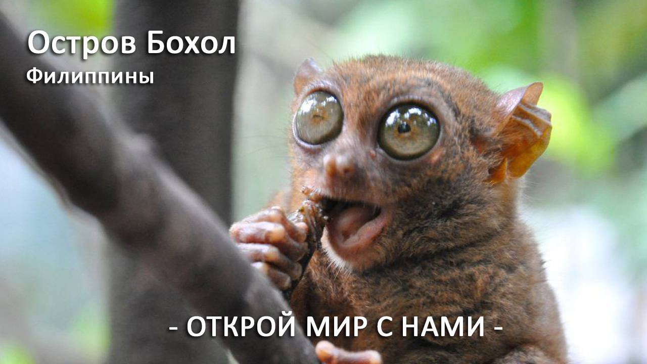 Долгопят на дереве Шоколадные холмы без шоколада Остров Бохол Филиппины