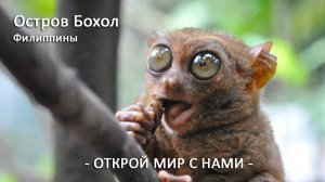 Долгопят на дереве Шоколадные холмы без шоколада Остров Бохол Филиппины
