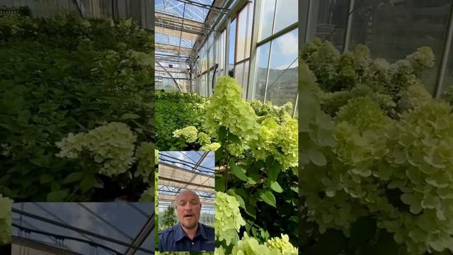 Гортензия Меджикал Кэндел #shorts #питомник #тимирязевский #nursery #plants #hydrangea #гортензия