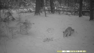 Что засняла фотоловушка ночью в лесу зимой!
