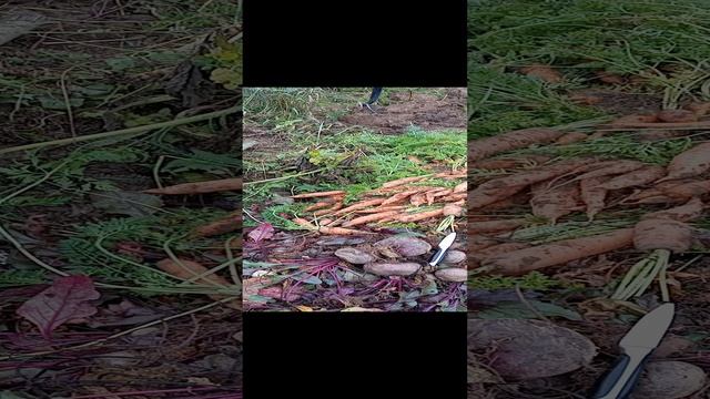 Уксус с кожурой яичной, киньте слизня и больше не выберется)))