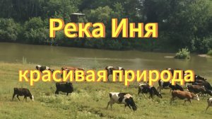 Река Иня красивая природа. Тогучинский район Новосибирская область. Природа Новосибирской области.