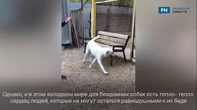 Рязанские новости побывали в приюте для бездомных животных