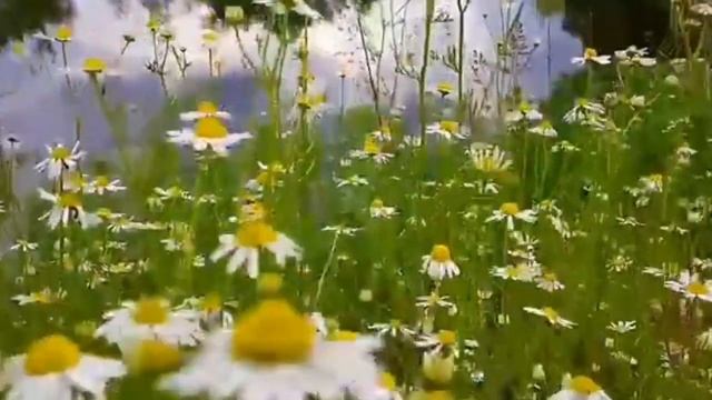 Душевная песня! Лоскутное одеяло. Слова Т. Авериной, музыка, исполнение Т.Макаровой. Видео Ведрусы
