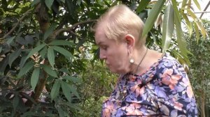 Почвопокровные растения пилеи, традесканция, гинура и мн др