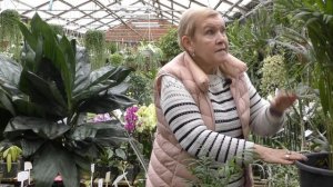 Хамедорея - уход в домашних условиях.