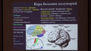11. Морфология центральной нервной системы-2. Физиология человека - Ловать М. Л. Teach-in.