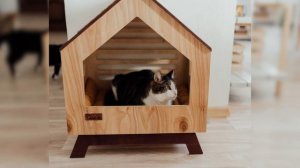 Cat Bed Ideas - DIYs, Crochet, Caves, Windows & More!