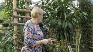 Сезон размножения. Бокарнея (Нолина) . Драцена черенкование.