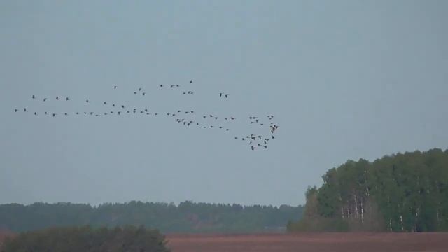 Отличный лёт гуся к Дню Победы, 9 Мая. смотреть онлайн