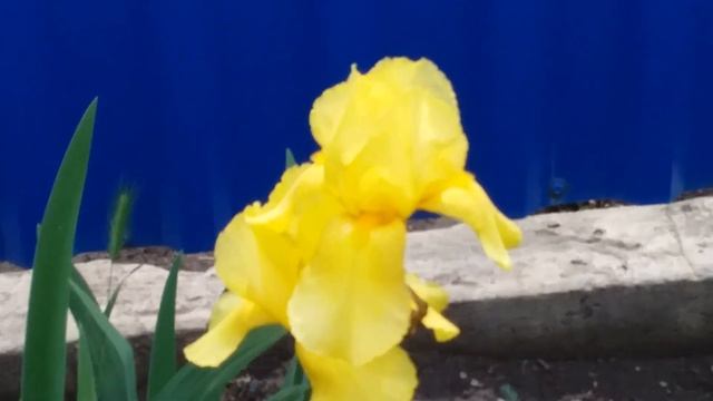 Просто красивые цветочки . смотреть онлайн