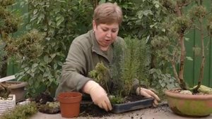 Ревизия и ремонт бонсай.