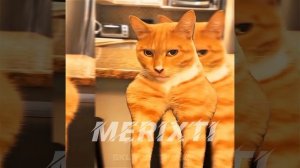 Sigma cat meme [Edit]