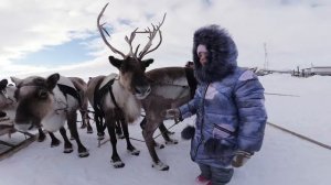 ГОНКИ НА ОЛЕНЬИХ УПРЯЖКАХ