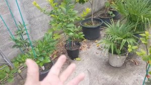 Горшки с автополивом. Первый опыт.
